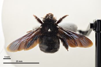 Media type: image;   Entomology 810620 Aspect: habitus dorsal view